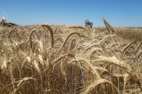 Una semilla que une la calidad del trigo y la rusticidad del centeno