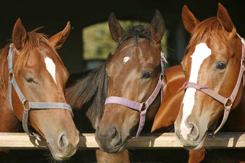 Es obligatorio el uso de chip para equinos de exportación