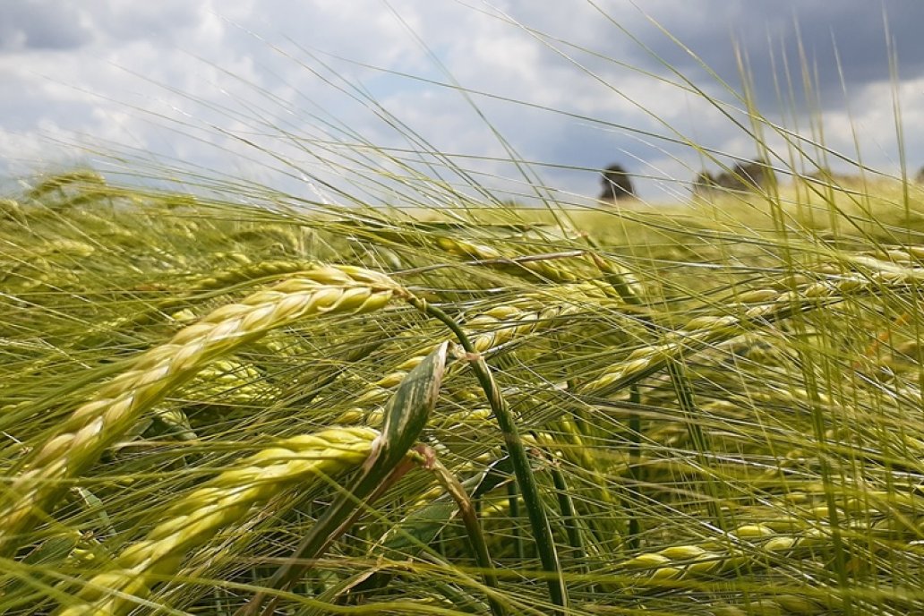 Militza es entre 2 y 5 días más corta que los cultivares Andreia y Overture. Militza es entre 2 y 5 días más corta que los cultivares Andreia y Overture.