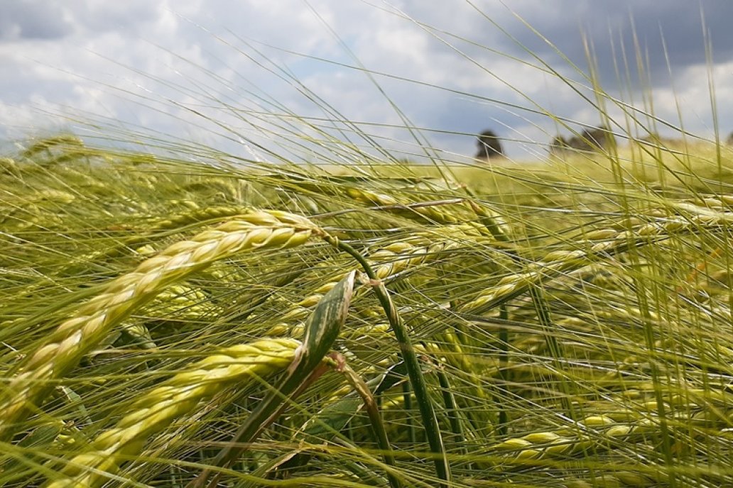 Militza es entre 2 y 5 días más corta que los cultivares Andreia y Overture.