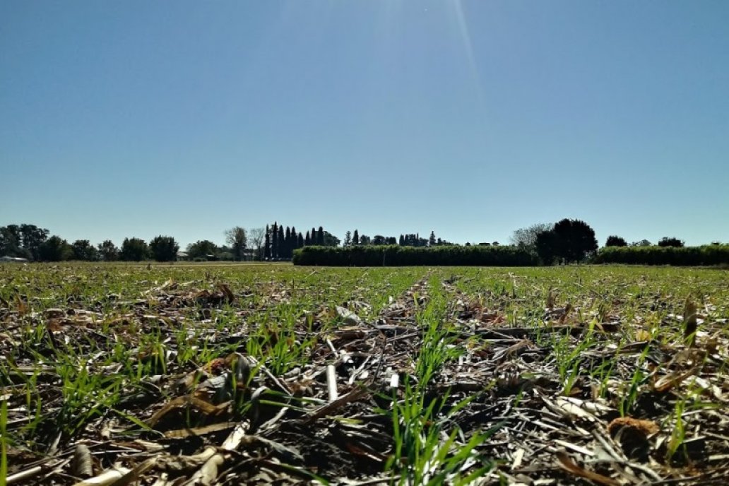 Tras 13 años de investigación, en INTA Paraná aún reivindican el poder del trigo