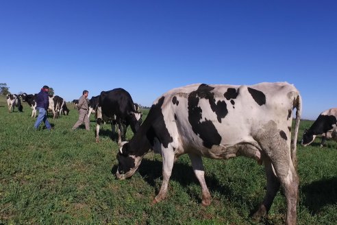 Indec reveló que la lechería de la Argentina se construye con 2,54 millones de cabezas bovinas