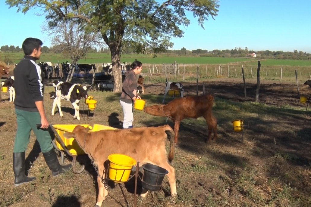 El rodeo muestra ejemplares de un crisol de razas lecheras.