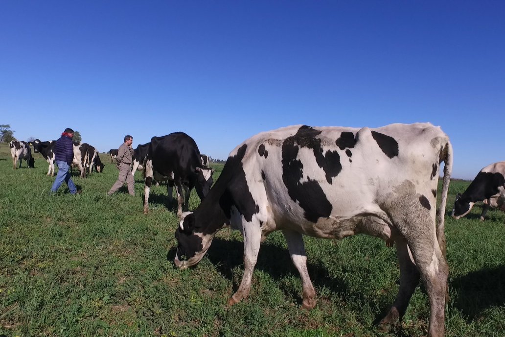 La participación de Entre Ríos es poco más que testimonial, no llega al 3%.