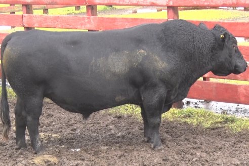 Capacitación de los profesionales de Veterinaria Hernandez - Calidad seminal: en busca del toro atleta de alta perfomance