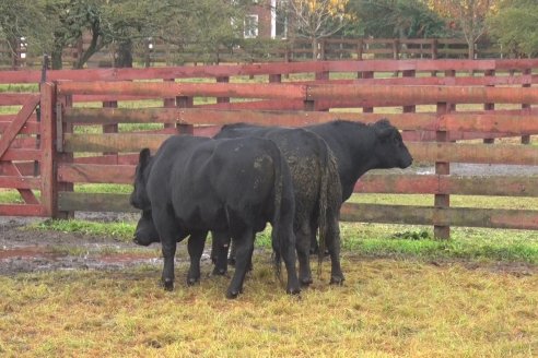 Capacitación de los profesionales de Veterinaria Hernandez - Calidad seminal: en busca del toro atleta de alta perfomance