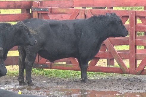 Capacitación de los profesionales de Veterinaria Hernandez - Calidad seminal: en busca del toro atleta de alta perfomance