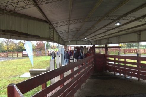 Capacitación de los profesionales de Veterinaria Hernandez - Calidad seminal: en busca del toro atleta de alta perfomance