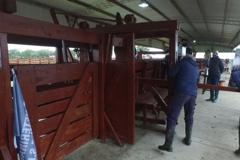 Capacitación de los profesionales de Veterinaria Hernandez - Calidad seminal: en busca del toro atleta de alta perfomance