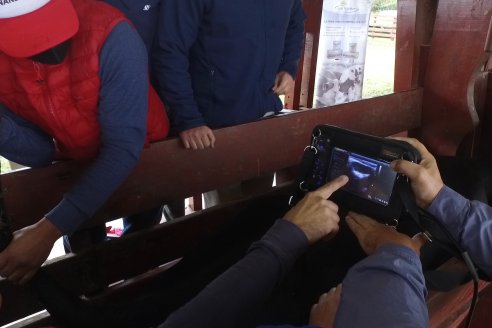 Capacitación de los profesionales de Veterinaria Hernandez - Calidad seminal: en busca del toro atleta de alta perfomance