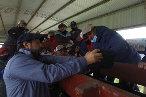 Capacitación de los profesionales de Veterinaria Hernandez - Calidad seminal: en busca del toro atleta de alta perfomance