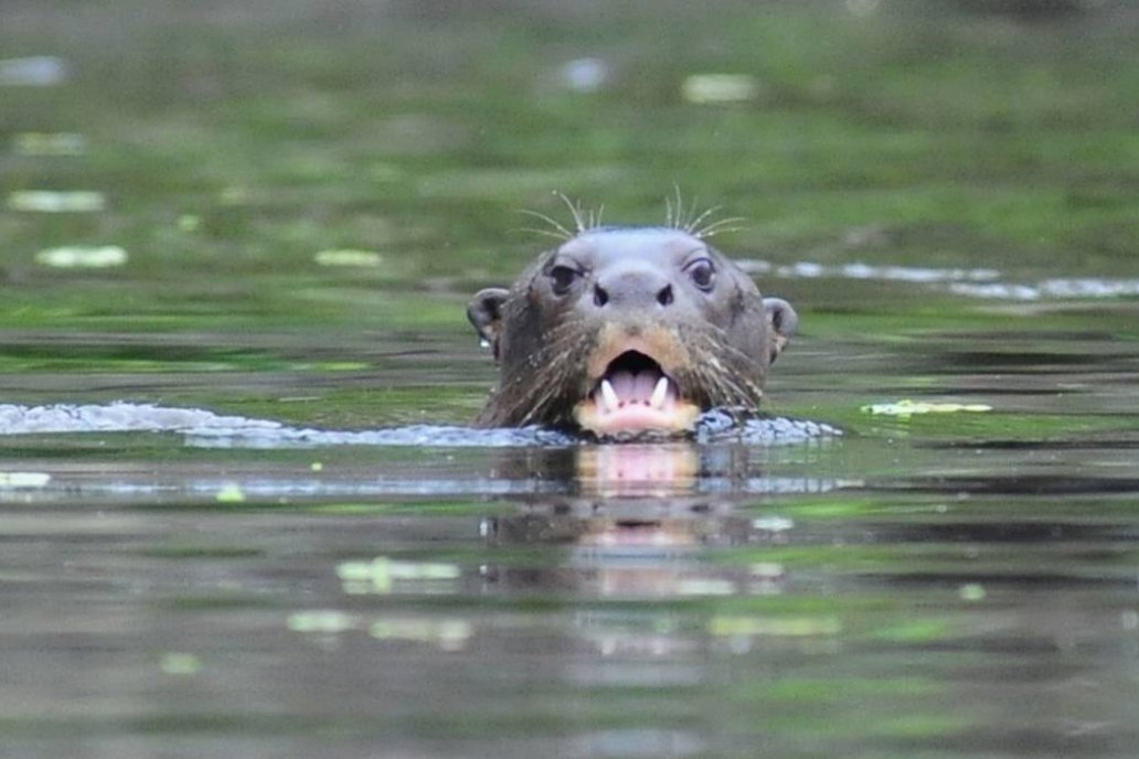 El animal está en el impenetrable chaqueño.