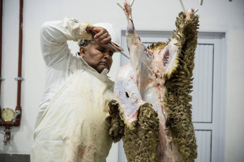 La planta de faena de Mansilla aspira a poner en el mercado el cordero pesado.