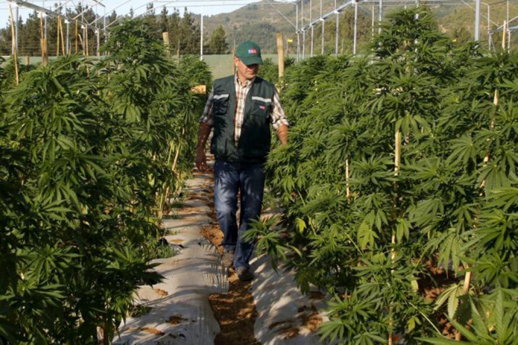 Especialistas del sur continental se reunirán para desarrollar el cultivo.