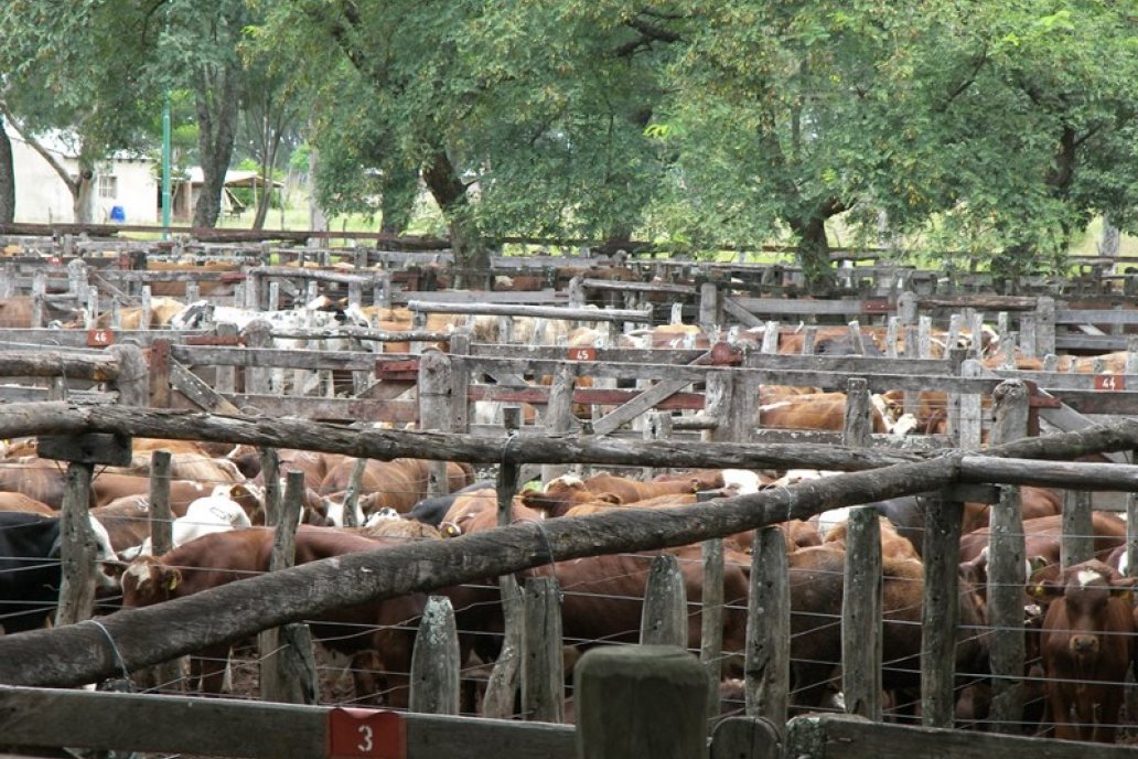 El 92% de los ganaderos correntinos son pequeños y medianos.
