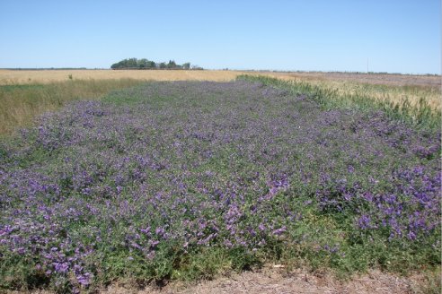 En la diversidad gana el ambiente y el productor también
