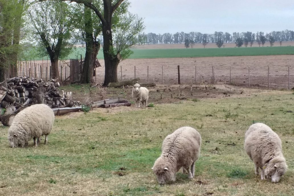 En Feliciano proyectaron una planta de faena multiespecie.