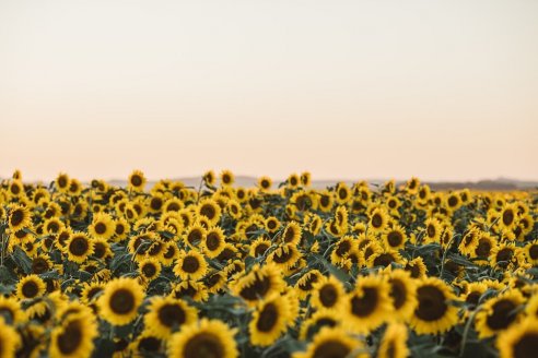 El girasol también es un cultivo inteligente