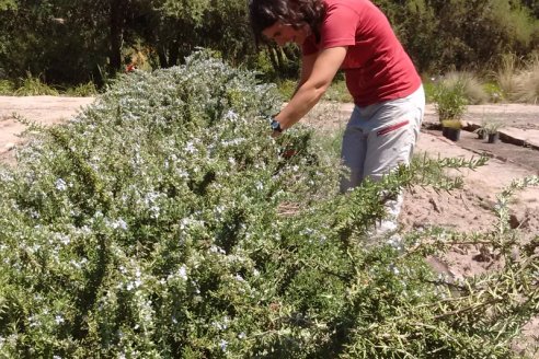 Para INTA, el Romero es un cultivo que merece más estudio