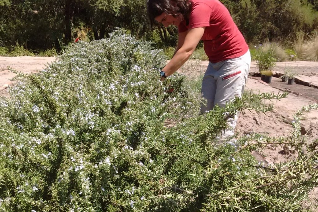 Una encuesta nacional aspira a echar luz sobre la extensión del cultivo.