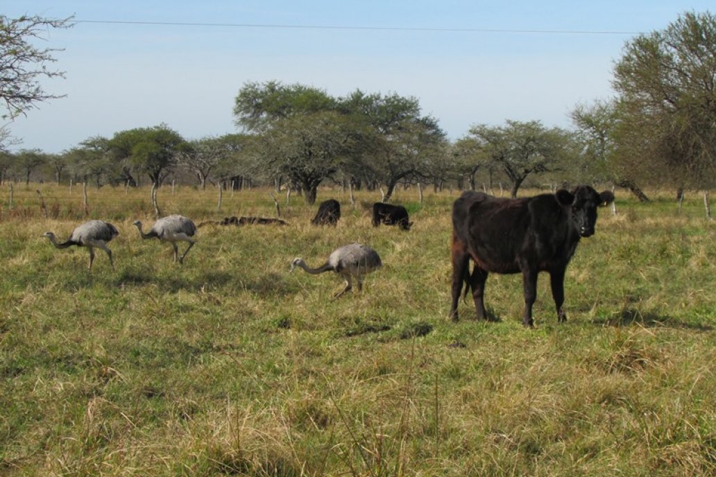 Ponen en foco el potencial del monte nativo del norte entrerriano.