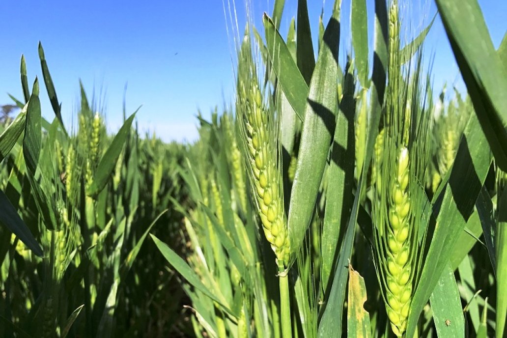 El trigo da la pelea por el crecimiento en un contexto general de falta de seca.