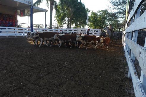 Un millar de cabezas vendidas en el remate aniversario de Hacendados Don Mario