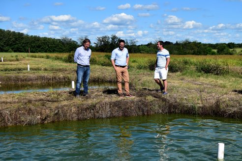 Liberan beneficios para producir peces con fuerza de ley