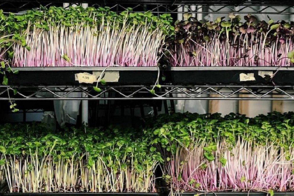 Es posible la autoproducción de germinados y brotes en cualquier hogar. Es posible la autoproducción de germinados y brotes en cualquier hogar.