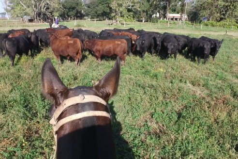 Lo mejor del Angus de Coembotá saldrá a la venta el 2 de julio en la feria María Dolores, de Ramírez