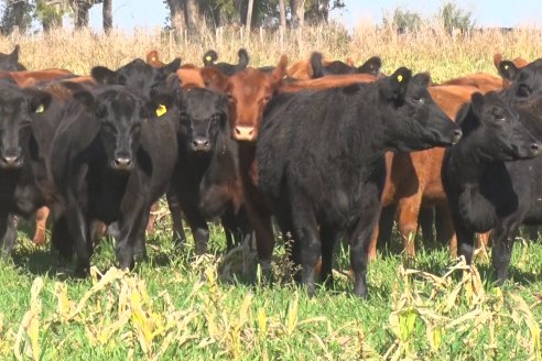 En Angus se irán a jugar sus mejores fichas en Las Vegas