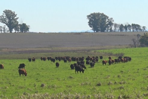 Cabaña Coembotá de Calderón - Recorrida previa al 7° Remate Anual el 2 de Julio 2021 en Feria Maria Dolores de Etchevehere Rural