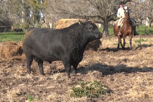 Cabaña Coembotá de Calderón - Recorrida previa al 7° Remate Anual el 2 de Julio 2021 en Feria Maria Dolores de Etchevehere Rural