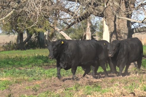 Cabaña Coembotá de Calderón - Recorrida previa al 7° Remate Anual el 2 de Julio 2021 en Feria Maria Dolores de Etchevehere Rural