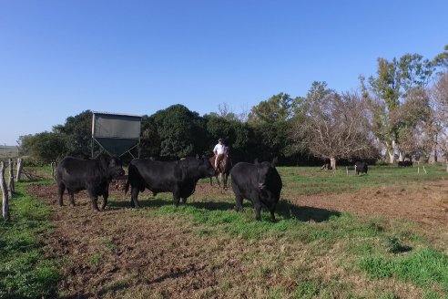 Cabaña Coembotá de Calderón - Recorrida previa al 7° Remate Anual el 2 de Julio 2021 en Feria Maria Dolores de Etchevehere Rural