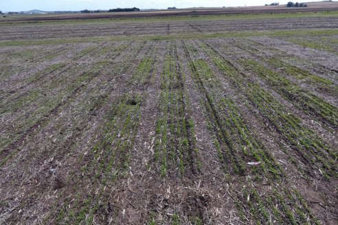 Ensayan con un biofertilizante que aumentó 19% el rinde