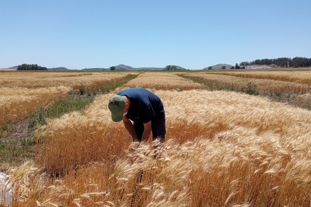 Se triplicó la cantidad de cereales nacionales fletados a las costas africanas.