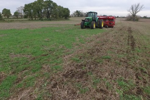 Regresaron las sembradoras a los lotes, con frío pero sin lluvias