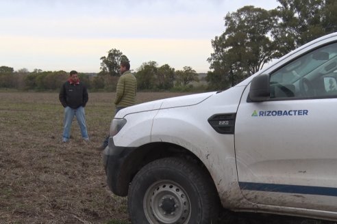 Siembra de Trigo en Victoria - Agrofe Campo