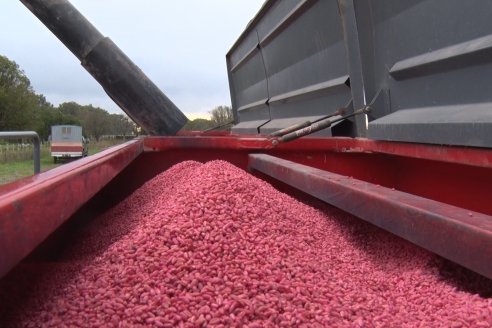 Siembra de Trigo en Victoria - Agrofe Campo