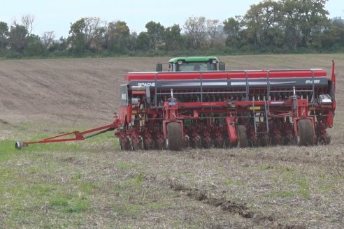 Siembra de Trigo en Victoria - Agrofe Campo