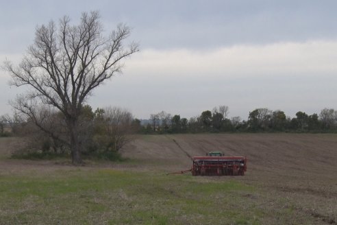 Siembra de Trigo en Victoria - Agrofe Campo