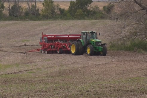 Siembra de Trigo en Victoria - Agrofe Campo