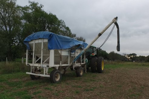 Siembra de Trigo en Victoria - Agrofe Campo