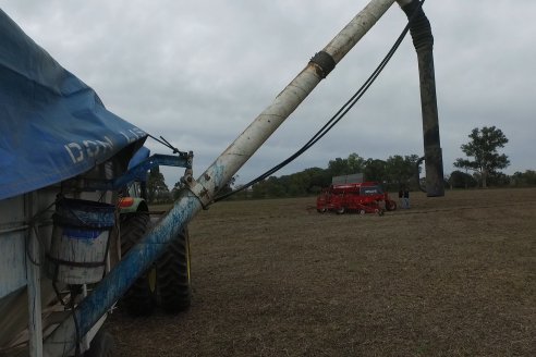 Siembra de Trigo en Victoria - Agrofe Campo