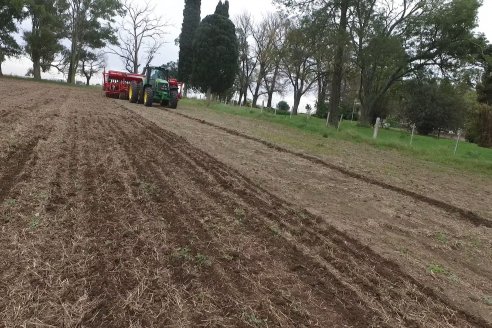 Siembra de Trigo en Victoria - Agrofe Campo