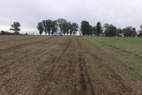 Siembra de Trigo en Victoria - Agrofe Campo