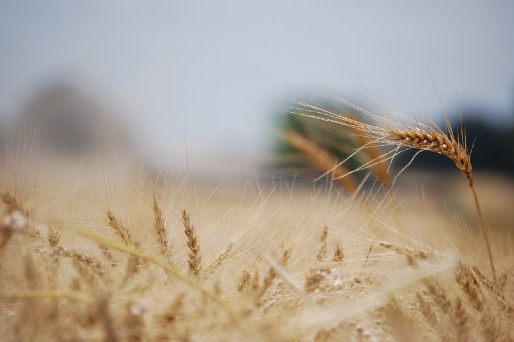 El ciclo culmina con unas 15 millones de toneladas producidas.