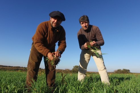 En el campo de los Mercier ensayan con pasturas para recuperar el suelo