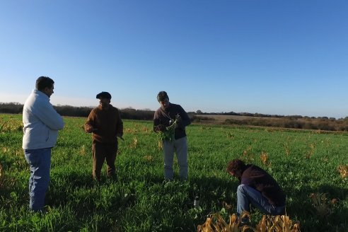 Sin manejo apropiado, las pasturas producen con una merma del 50%